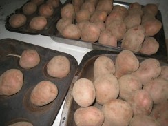 24 January 2010 - Garden - 002