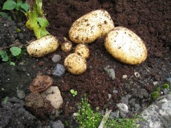 25 July 2010 - Garden - 001