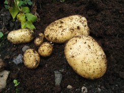 25 July 2010 - Garden - 003