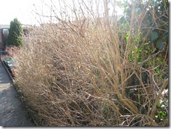 11 February 2012 - Garden - 001