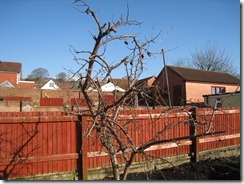 11 February 2012 - Garden - 006